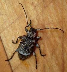 Leptostylus transversus