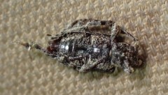 Leptostylus transversus