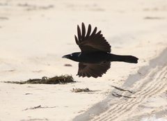 Corvus tasmanicus boreus