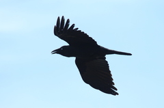 Corvus tasmanicus boreus