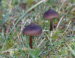 Nolanea edulis concentrica