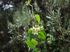 Philibertia candolleana