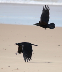 Corvus tasmanicus boreus