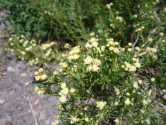 Baccharis grisebachii