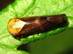 Drabescus