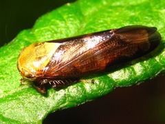Drabescus