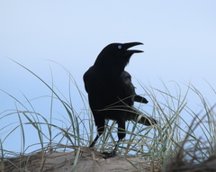 Corvus tasmanicus boreus