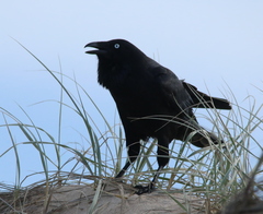Corvus tasmanicus boreus