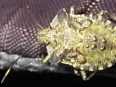 Pentatoma semiannulata