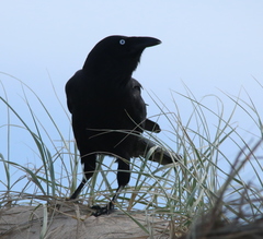 Corvus tasmanicus boreus