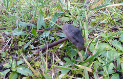 Nolanea edulis concentrica