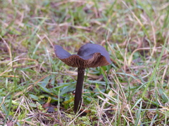 Nolanea edulis concentrica