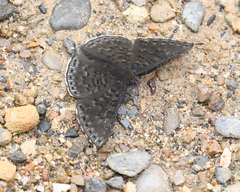Exoplisia cadmeis