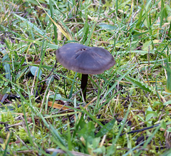 Nolanea edulis concentrica