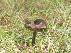 Nolanea edulis concentrica