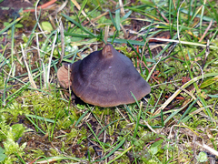 Nolanea edulis concentrica