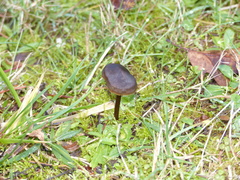 Nolanea edulis concentrica