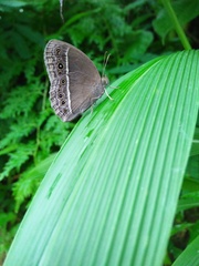 Mycalesis horsfieldi