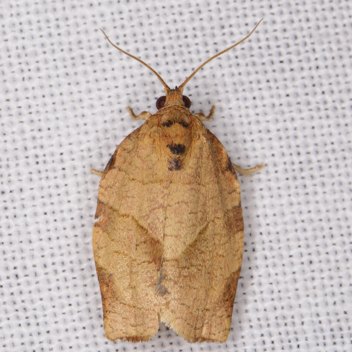 Shield Shaped Moth - Choristoneura rosaceana 