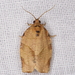 Oblique-banded Leafroller Moth - Photo (c) allenwoodliffe, some rights reserved (CC BY-NC), uploaded by allenwoodliffe