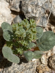 Chorizanthe corrugata