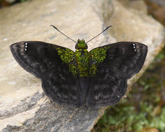 Gorgopas trochilus
