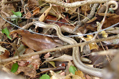 Mimophis