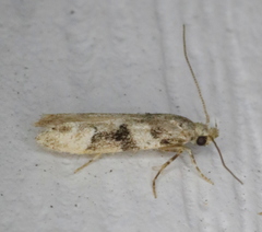 Coleotechnites atrupictella