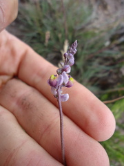 Monnina dictyocarpa