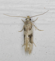 Coleotechnites atrupictella