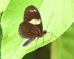 Heliconius doris