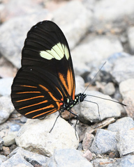 Heliconius melpomene