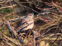 Streptopelia orientalis