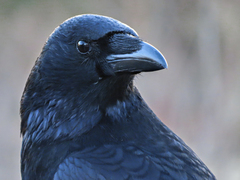 Corvus corone