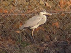 Ardea cinerea
