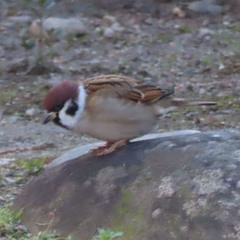 Passer montanus