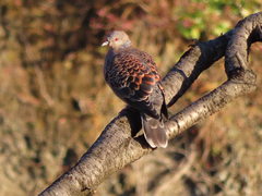 Streptopelia orientalis