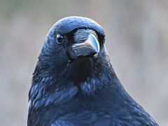 Corvus corone