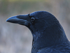 Corvus corone