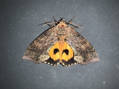 Eudocima cajeta