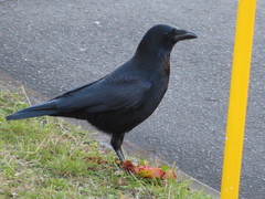 Corvus corone