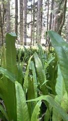 Microsorum punctatum