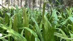 Microsorum punctatum