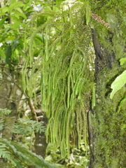 Phlegmariurus varius