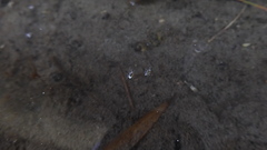 Microvelia leveillei