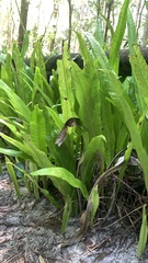 Microsorum punctatum