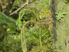 Phlegmariurus varius