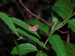 Euselasia thusnelda