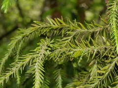 Phlegmariurus varius