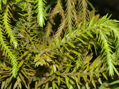 Phlegmariurus varius